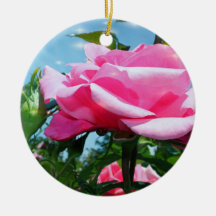 Linda rosa rosa rosa no céu azul. Dia dos Namorado