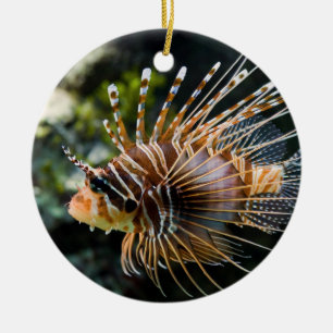 Ornamento De Cerâmica Lionfish de Antennata Broadbarred Firefish do