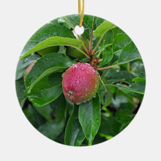 Ornamento De Cerâmica Maçã vermelha fresca na árvore (Frente)