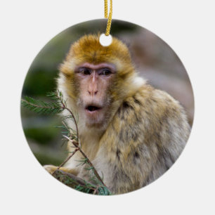 Ornamento De Cerâmica Macaca sylvanus