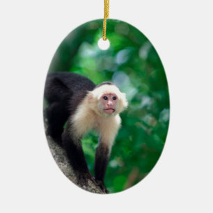 Ornamento De Cerâmica Macaco enfrentado branco bonito Nicarágua do