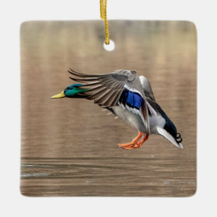 Ornamento De Cerâmica Mallard Duck em voo