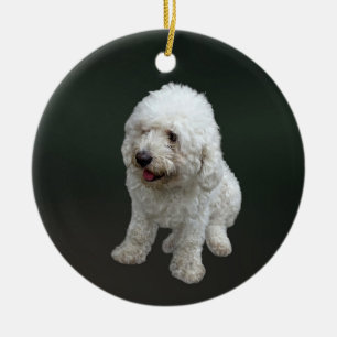 Ornamento De Cerâmica Maltipoo Puppy