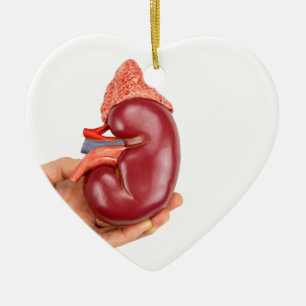 Ornamento De Cerâmica Mão que guardara o modelo do rim no fundo branco
