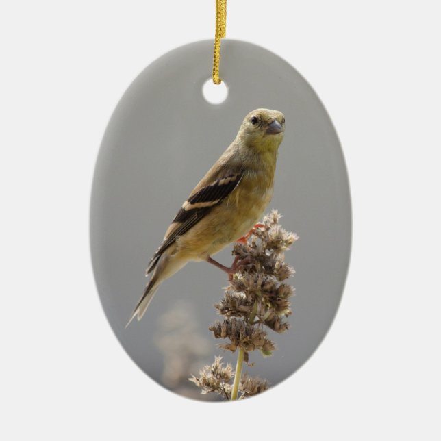 Ornamento De Cerâmica Meadow Goldfinch (Frente)