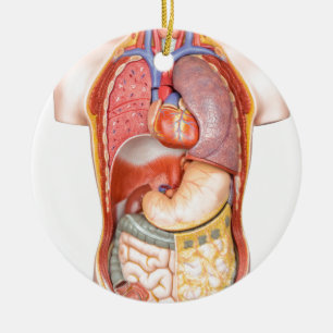 Ornamento De Cerâmica Modelo do corpo humano com os órgãos isolados no