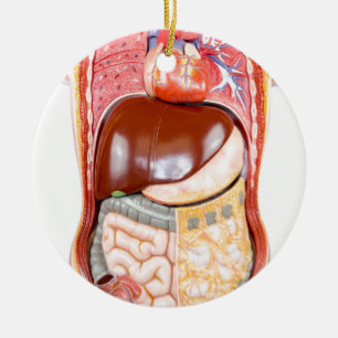 Ornamento De Cerâmica Modelo humano plástico do torso com órgãos no