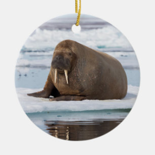 Ornamento De Cerâmica Morsa descansando no gelo, Noruega
