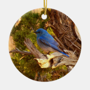 Ornamento De Cerâmica Mountain Bluebird no Parque Nacional de Arches