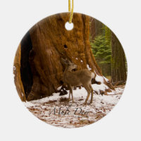 Mule Deer
