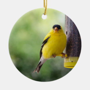 Ornamento De Cerâmica Munching Goldfinch