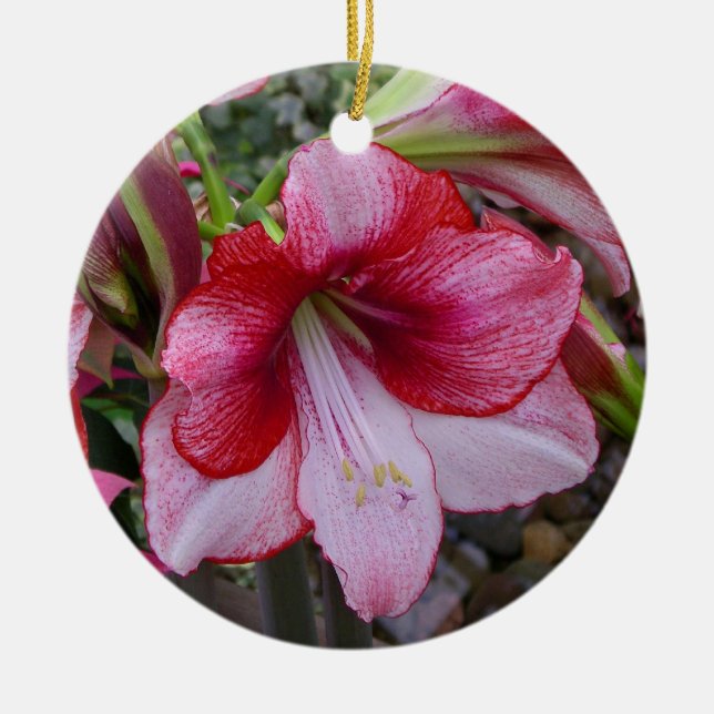 Ornamento De Cerâmica Natal Amaryllis Red Holiday Floral (Frente)