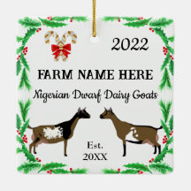 Natal personalizado de Dwarf Dairy Goat nigeriano