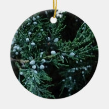 Nature Riening Juniper Berries