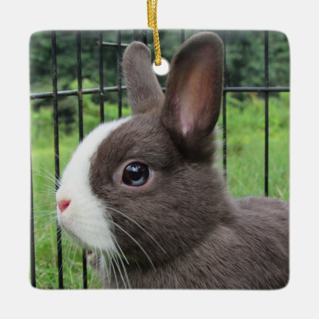 Ornamento De Cerâmica Neitherland Dwarf Pet Bunny Rabbit (Frente)