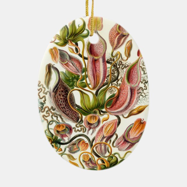Ornamento De Cerâmica Nepenthaceae de Haeckel (Verso)