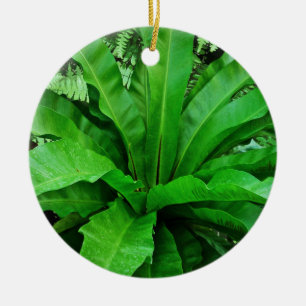 Ornamento De Cerâmica Nest Fern de Bird