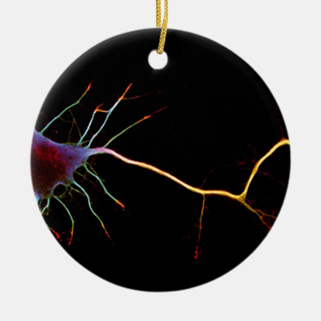 Ornamento De Cerâmica Neuroscience, neuron , science (Frente)