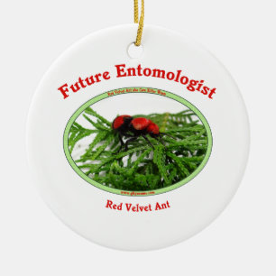 Ornamento De Cerâmica O entomologista futuro ama insetos