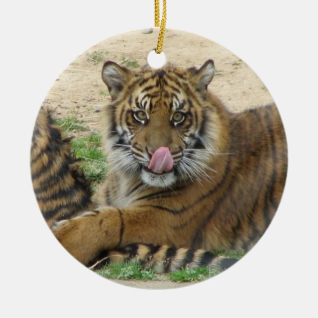 Ornamento De Cerâmica O tigre Cubs Ornament (Frente)