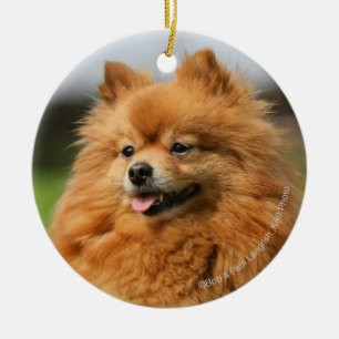 Ornamento De Cerâmica Observação de Pomeranian