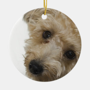 Ornamento De Cerâmica Olhos bonitos de um filhote de cachorro de Yorkie