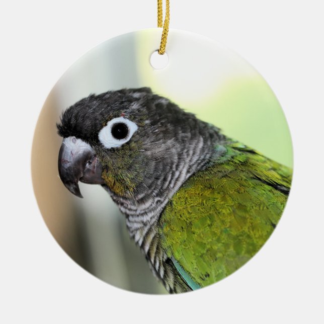 Ornamento De Cerâmica Ollie wallie (Frente)