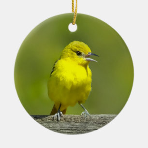 Ornamento De Cerâmica Orchard Oriole - Fotografia original