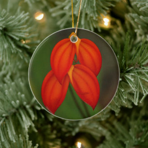 Ornamento De Cerâmica Orquídea Masdevallia ignea