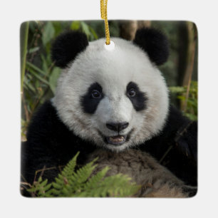 Ornamento De Cerâmica Panda jovem feliz, China