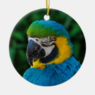 Ornamento De Cerâmica Papagaio Azul e Amarelo