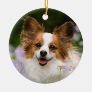 Ornamento De Cerâmica Papillon Dog Retrato Romântico de Cuta