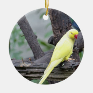 Ornamento De Cerâmica Parakeet Necked do anel amarelo de Lutino em uma