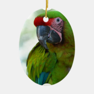 Ornamento De Cerâmica parrot-63.jpg