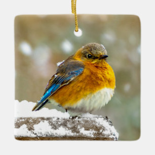 Ornamento De Cerâmica Pássaro-azul-do-leste na Neve - Fotografia Origina