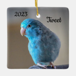 Ornamento De Cerâmica Pássaro de Parrotlet Azul Personalizado