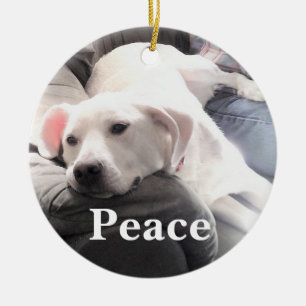 Ornamento De Cerâmica Paz de Cão Branco Bonito