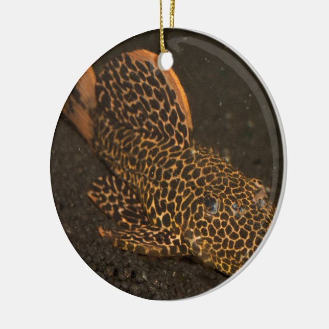 Ornamento De Cerâmica Peckoltia Compta (Esquerda)