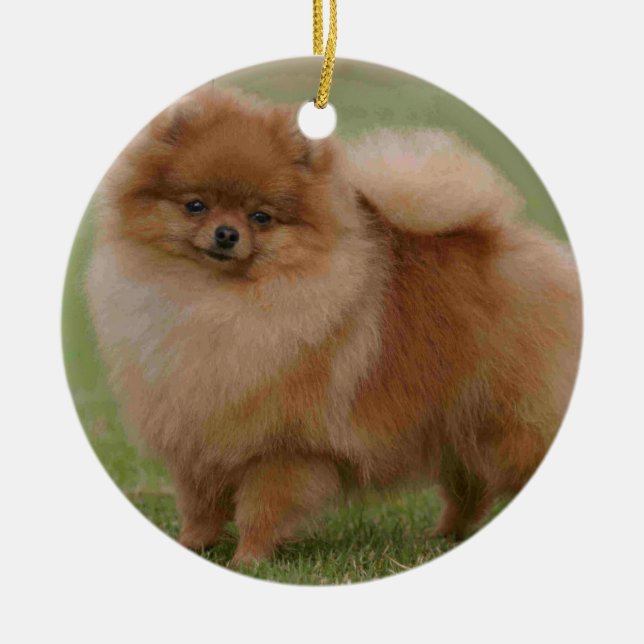 Ornamento De Cerâmica Perfeição de Pomeranian, (Frente)