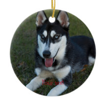 Personalizar o filhote de Husky siberiano