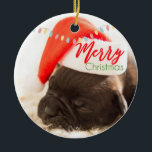 Ornamento De Cerâmica Pinto de Natal em Santa Hat com Luzes Festivas<br><div class="desc">Um Enfeites de natal com uma fotografia adorável de um filhote de cachorro dormindo enquanto veste um chapéu de Papai Noel vermelho. Feliz Natal está escrito na banda de seu chapéu, em uma moda manuscrita, nas cores festivas vermelho e verde. Luzes de Natal penduradas no topo criam fôlego de férias...</div>