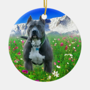Ornamento De Cerâmica Pitbull Terrier americano azul, pico dos piques