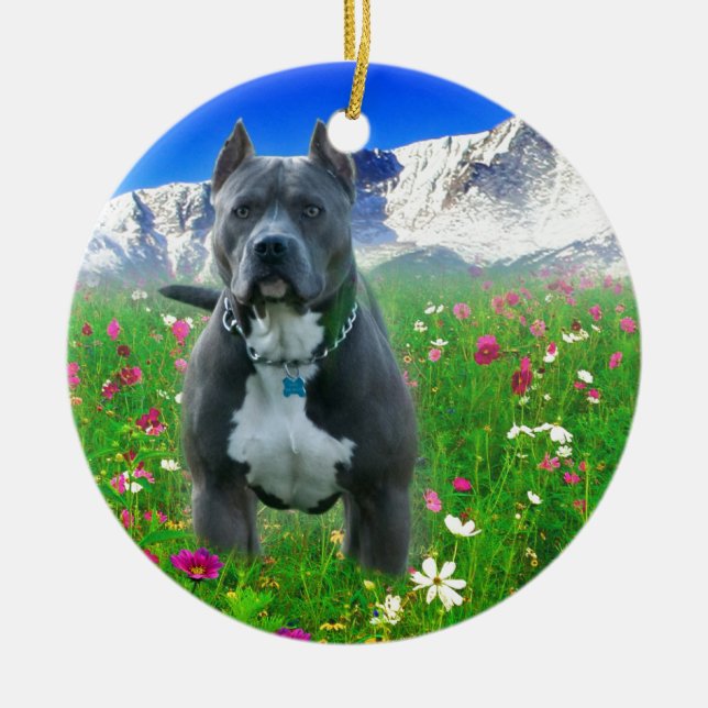 Ornamento De Cerâmica Pitbull Terrier americano azul, pico dos piques (Frente)
