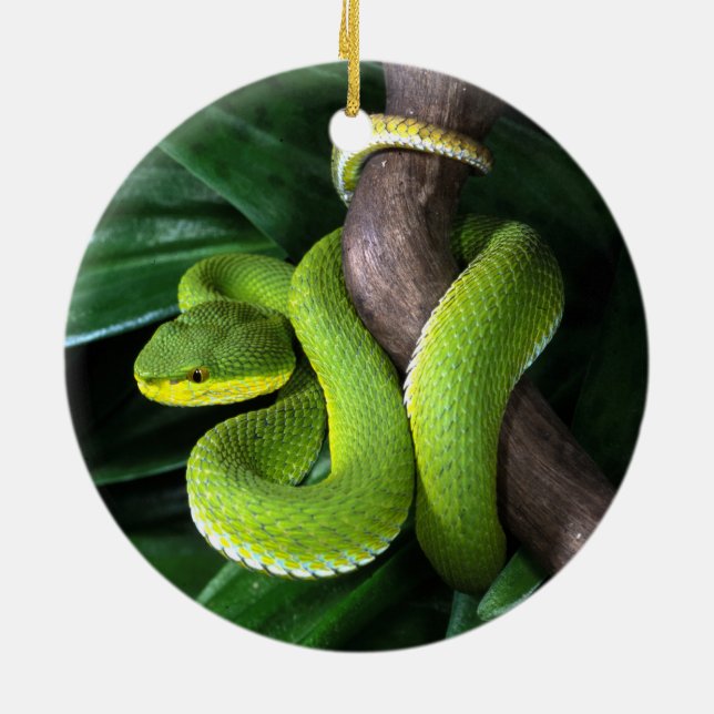 Ornamento De Cerâmica pitviper de bambu Vermelho-atado (Traseira)