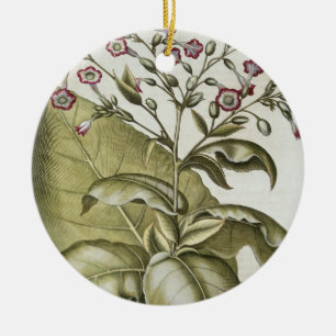 Ornamento De Cerâmica Planta de tabaco, do "Hortus Eystettensis" por B