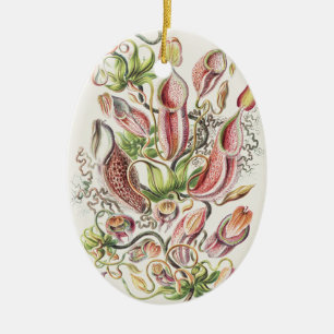 Ornamento De Cerâmica Planta Jarro Botânica Vintage Ernst Haeckel