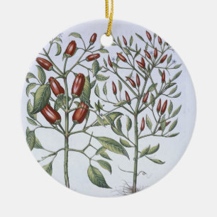 Ornamento De Cerâmica Plantas da pimenta, 'do Hortus Eystettensi