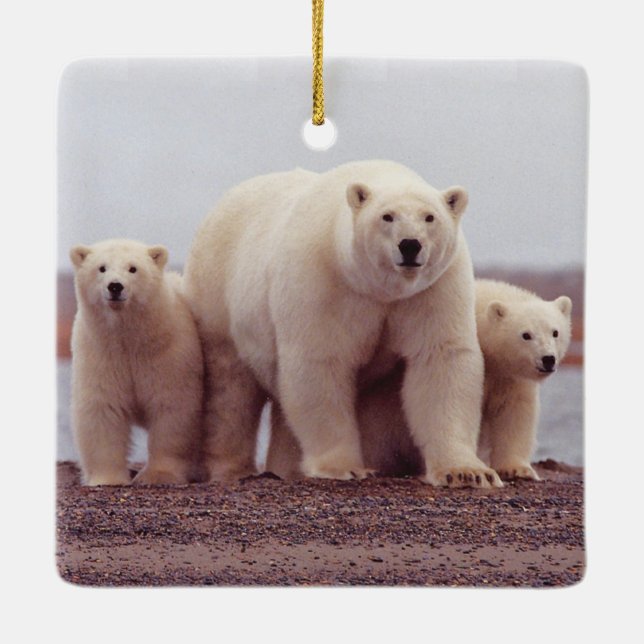Ornamento De Cerâmica Polar Bear Family Mother and Cubs Photo (Verso)