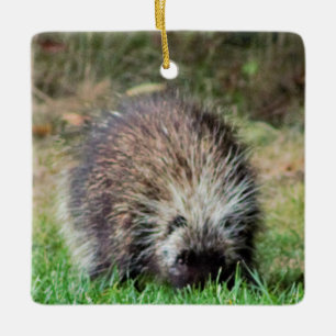 Ornamento De Cerâmica Porcupine em Rickets Glenn