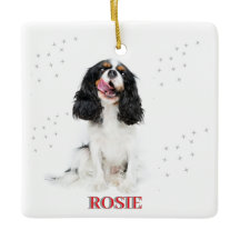 Primeiro Natal de Pet em Forever Home Modern